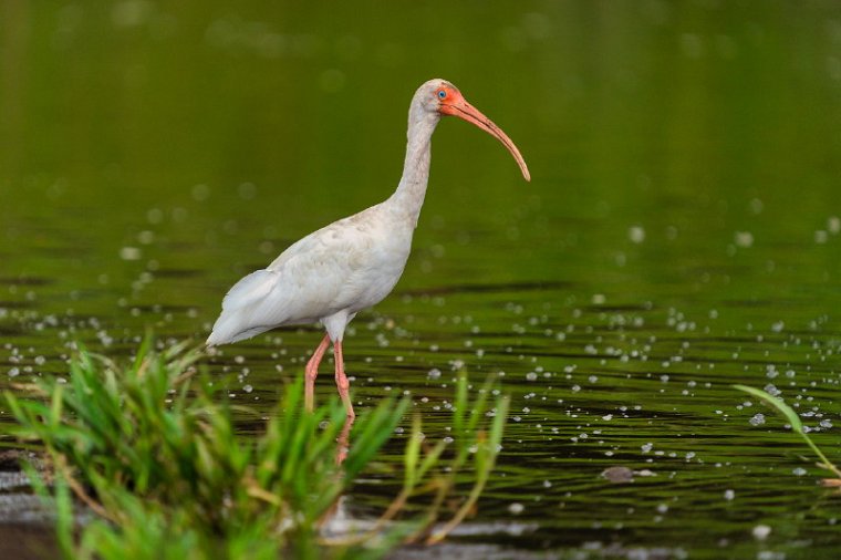 088 Tarcoles, witte ibis.jpg